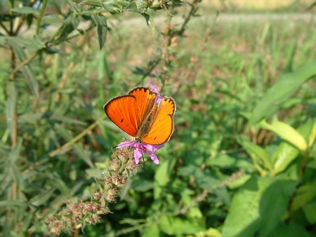 Aglais io